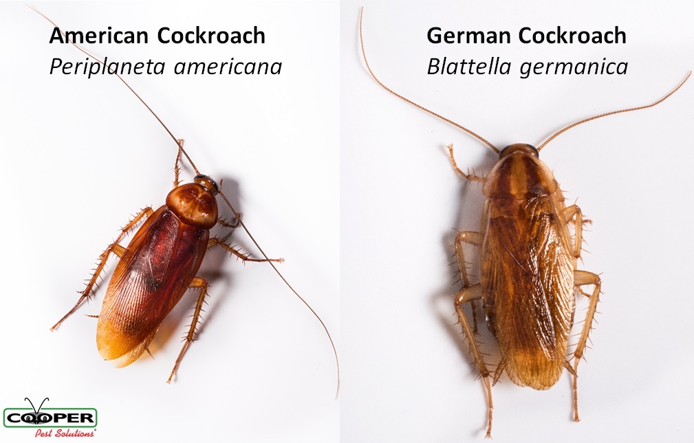 American Cockroach vs. German Cockroach