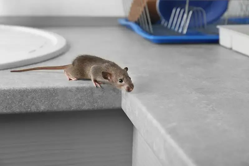 A small mouse on a kitchen countertop near a dish rack, highlighting the risk of rodent infestations in homes. Protect your home with professional pest solutions from Cooper Pest Control.