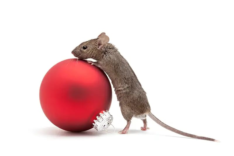 A little rat playing with a Christmas ornament 