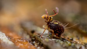 What Does A Springtail Look Like