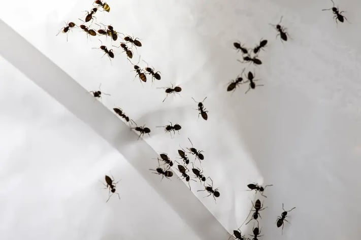 Ants crawling on a smooth white surface in a home