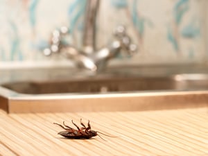 cockroach kitchen counter sink