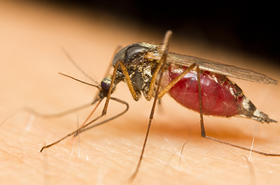 mosquito biting human