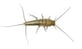 silverfish (1)