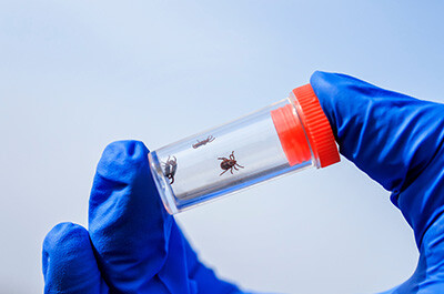 ticks in medical vial