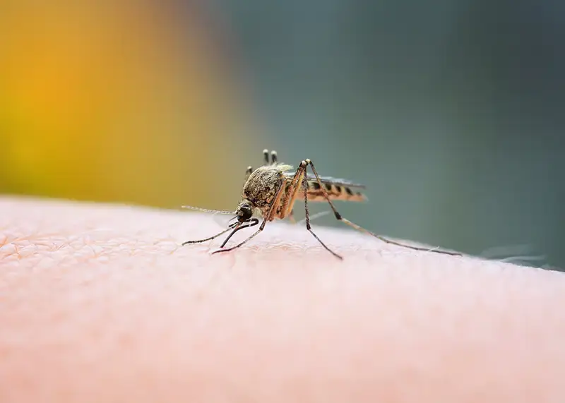 Closeup of a black tail mosquito sitting on a hand, possibly transmitting the Eastern Equine Encephalitis (EEE) virus